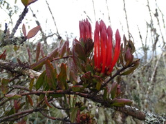 Tristerix longibracteatus