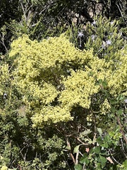 Sambucus cerulea