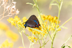 Atlides halesus