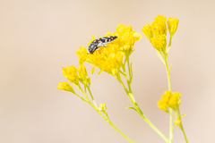 Acmaeodera