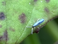 Lepidocyrtus paradoxus