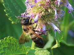 Megachile sculpturalis