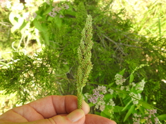 Echinochloa crus-pavonis macera