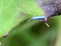 Lepidocyrtus paradoxus