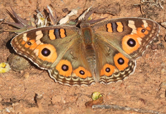 Junonia villida