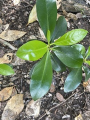 Corynocarpus laevigatus