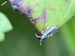 Lepidocyrtus paradoxus