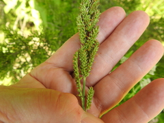 Echinochloa crus-pavonis macera