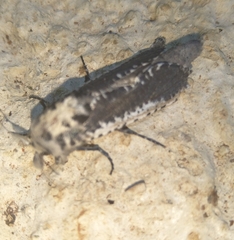 Azygophleps cooksoni