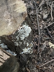 Rigidoporus populinus