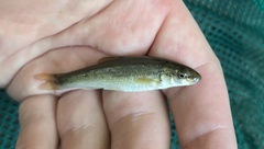 Campostoma oligolepis