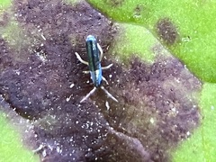 Lepidocyrtus paradoxus