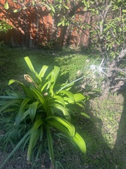 Hymenocallis occidentalis