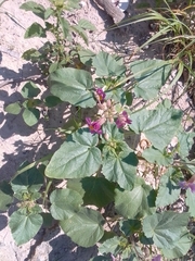 Proboscidea parviflora