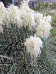 Cortaderia selloana