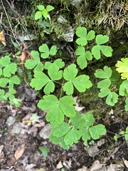 Aquilegia canadensis