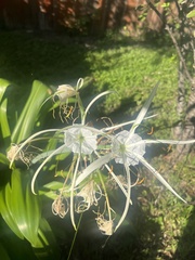 Hymenocallis occidentalis
