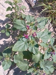 Proboscidea parviflora