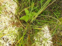 Echinochloa crus-pavonis macera