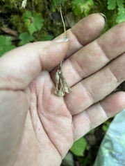 Aquilegia canadensis