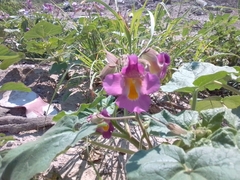 Proboscidea parviflora