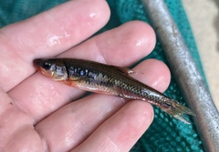 Notropis rubricroceus