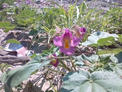 Proboscidea parviflora