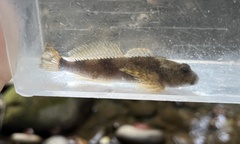 Cottus carolinae