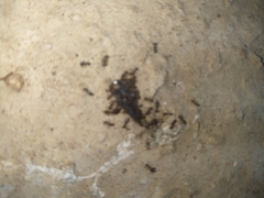 Anoplolepis steingroeveri