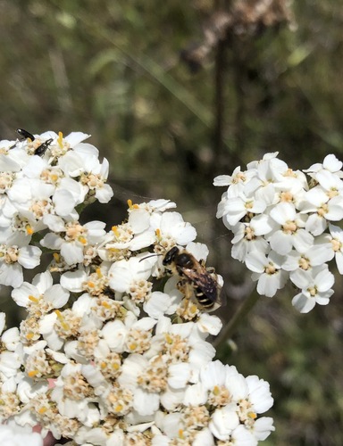 iNaturalist observation photo of Bees