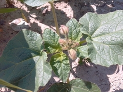 Proboscidea parviflora