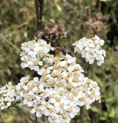 iNaturalist observation photo of common yarrow