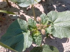 Proboscidea parviflora