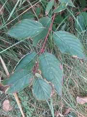 Cornus sericea