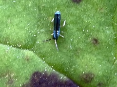 Lepidocyrtus paradoxus