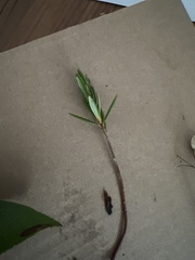 Rhododendron groenlandicum