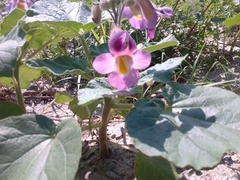 Proboscidea parviflora