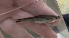 Notropis leuciodus
