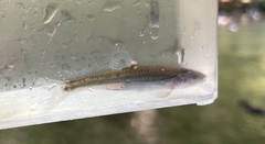 Notropis leuciodus