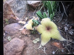 Stapelia gigantea