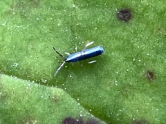 Lepidocyrtus paradoxus