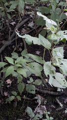 Eutrochium purpureum