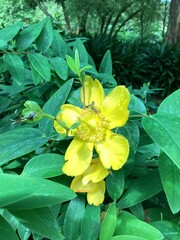 Hypericum calycinum