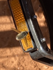 Bombyliini