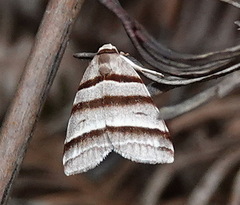 Flammona quadrifasciata