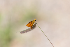 Copaeodes aurantiaca