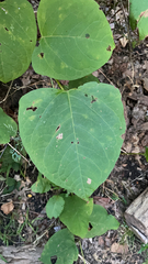 Reynoutria × bohemica