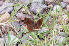 Calephelis arizonensis