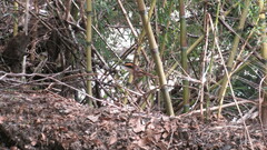 Aphrastura spinicauda