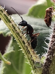 Camponotus herculeanus